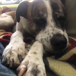 Meet your Posher, Gus